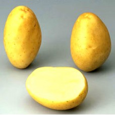 Pomme de terre Monalisa